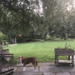 Garden homestay Lille family dog outdoor space