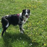 Family dog in host family home Lille